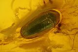 Fossil Diplopod (Diplopoda) & Beetle (Coleoptera) in Baltic Amber #183658-2